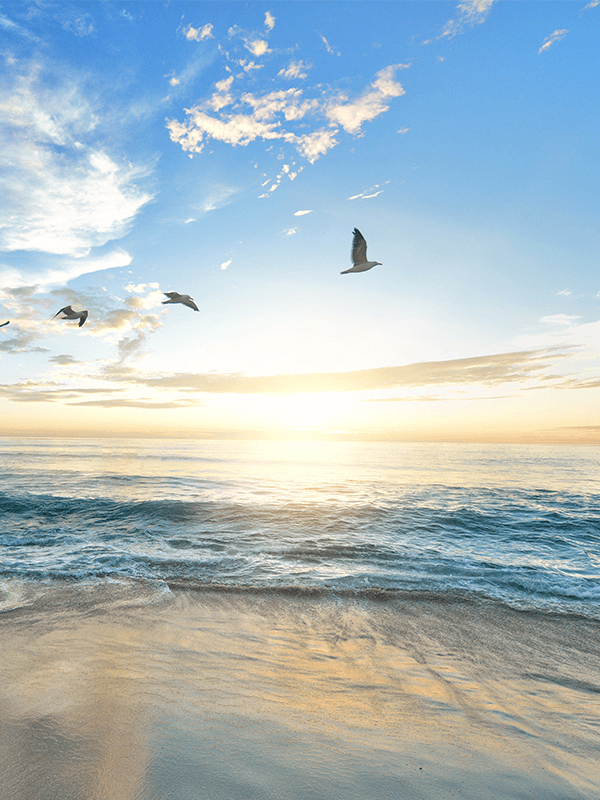 Pesquisa Google Integrada